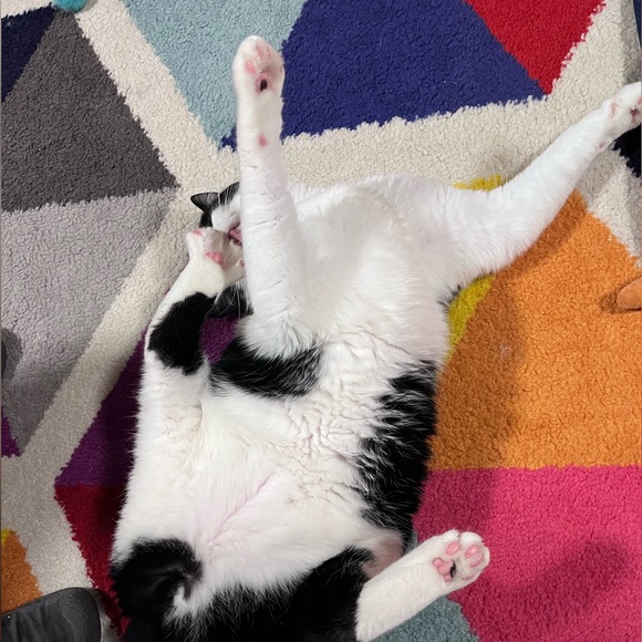 Meet your Posher, Rachel - Picture 2 of 4